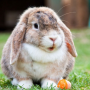 icon Rabbit sounds